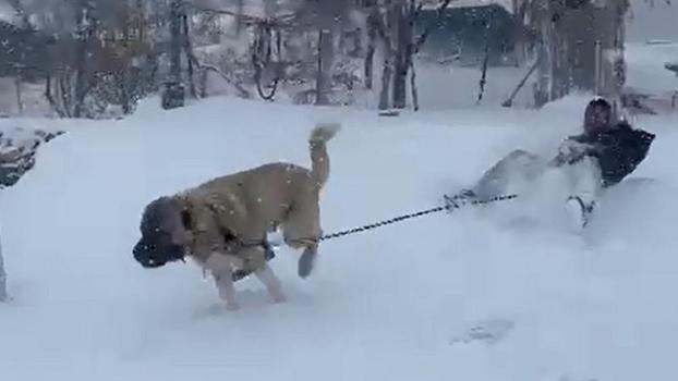 Kangal köpeğiyle kayak yaptı