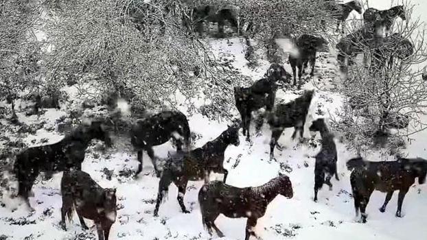 Bolu'da karlı havada yılkı atları görüntülendi