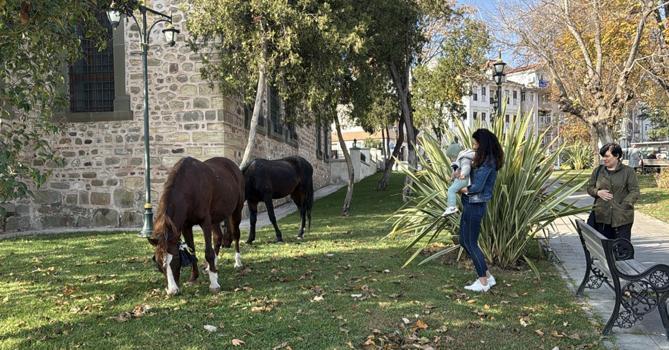 Tekirdağ’da başıboş 3 at, kent merkezine indi