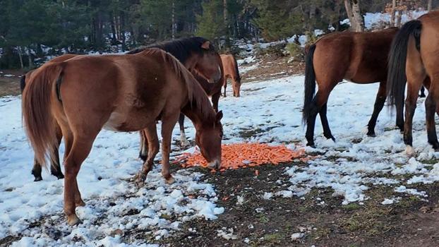 Karla kaplı yaylada yılkı atlarına yem bıraktılar