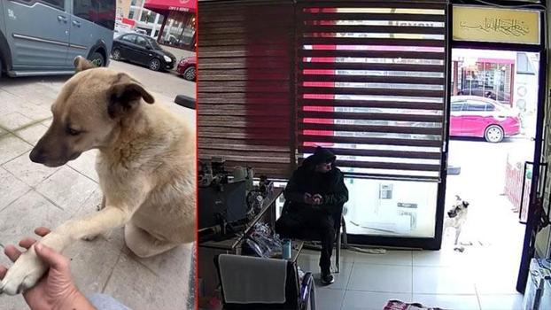 Sokak köpeği, kendisini besleyen kişinin dükkanına tavuk budu bıraktı; o anlar kamerada