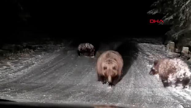 Bolu’da karlı yoldaki bozayılar kamerada