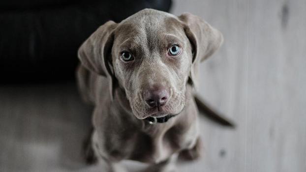 ABD'de salmonella riski nedeniyle köpek mamaları geri çağırıldı