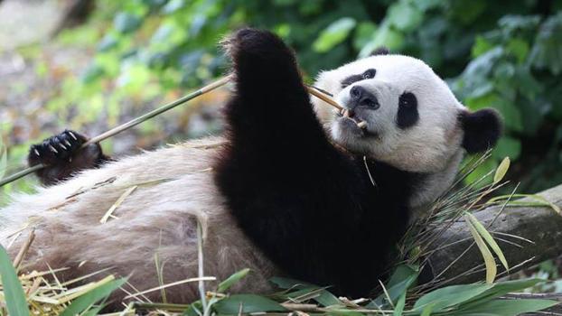 Dev pandalar Xingqiu ve Yilan, Avustralya’ya ulaştı