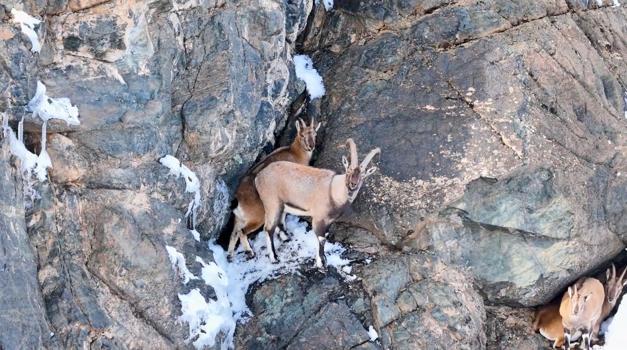 Koruma altındaki yaban keçileri, dronla görüntülendi