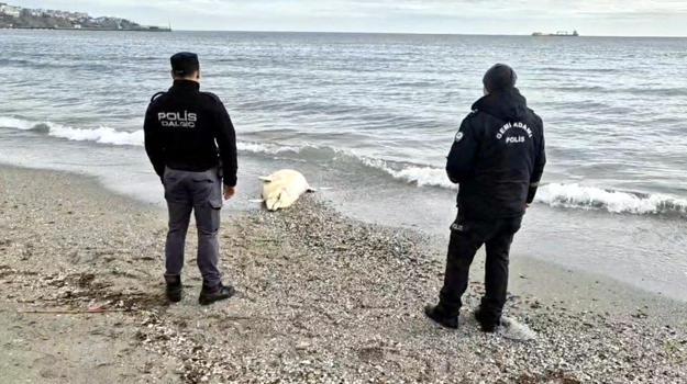 Tekirdağ'da denizde ölü yunus bulundu