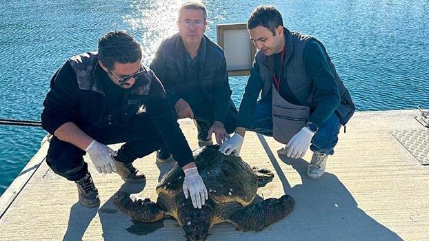 Muğla’da yaralı caretta caretta, tedaviye alındı