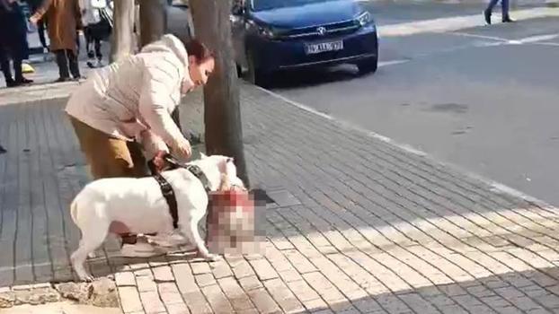 Avcılar'da sokak kedisini öldüren yasaklı ırk köpeğin sahibi yakalandı