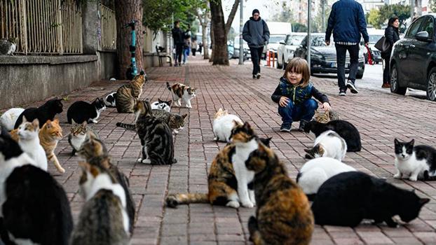 'Sokak hayvanlarına iyilik yapmak isterken kötülük yapmayalım'