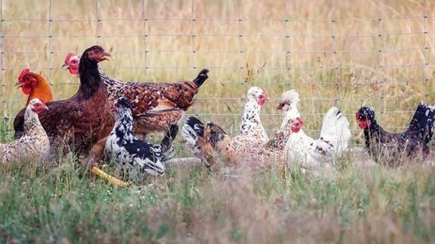 ABD'de kuş gribine bağlı ilk insan ölümü gerçekleşti