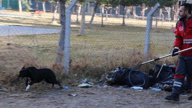 Köpeğin saldırısına uğrayan Zeynep yaralandı