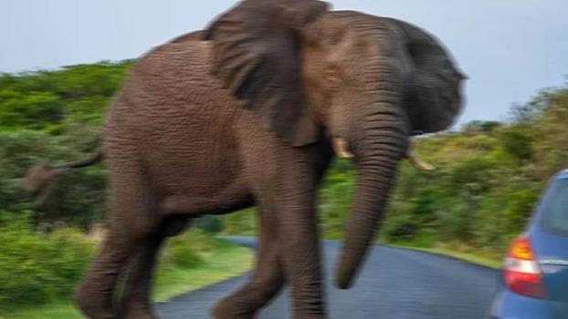 Tayland'da turisti öldüren filin bakıcısına dava açıldı