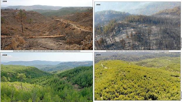 16 yıl önce yanan 200 hektar alanda dikilen fidanlar ağaç oldu