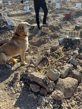 Yangında ölen hayvanseverin köpekleri sahiplendirildi