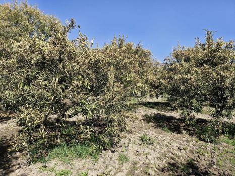 Muğla'da zirai don afetine hasar tespiti