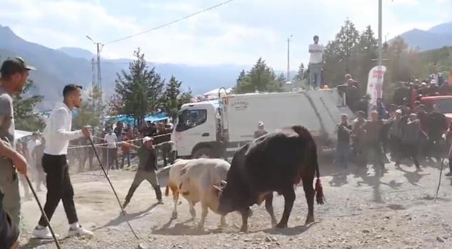 Boğaların güreşi arenanın dışına taştı, izleyiciler tedirginlik yaşadı (2)