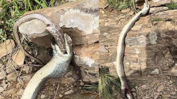 Hakkari'de yılan, bir başka yılanı yerken görüntülendi