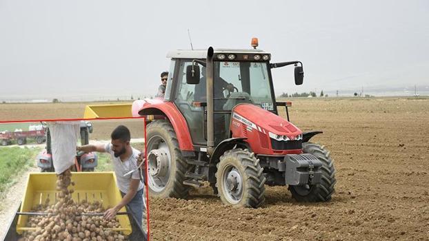 Turfanda patates deposu Niğde'de ekim alanları azaldı