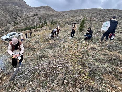 Niğde’de badem ağaçları aşılandı
