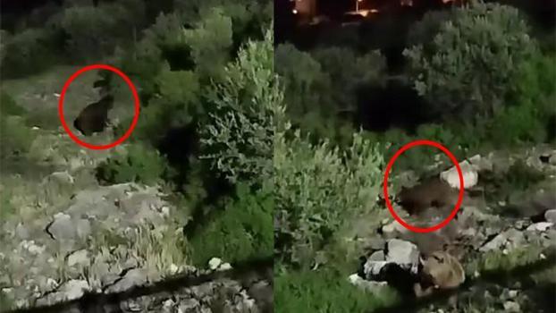 Sakarya'da mahalle yakınlarına inen bozayılar kamerada