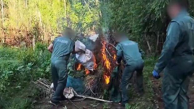 Diyarbakır’da 5,3 ton esrar üretilebilecek 30 bin kök kenevir ele geçirildi