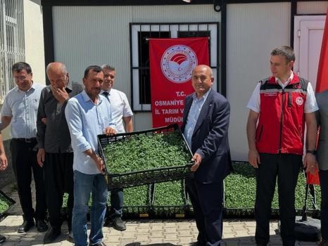 Bahçe’de çiftçilere 118 bin domates fidesi dağıtıldı