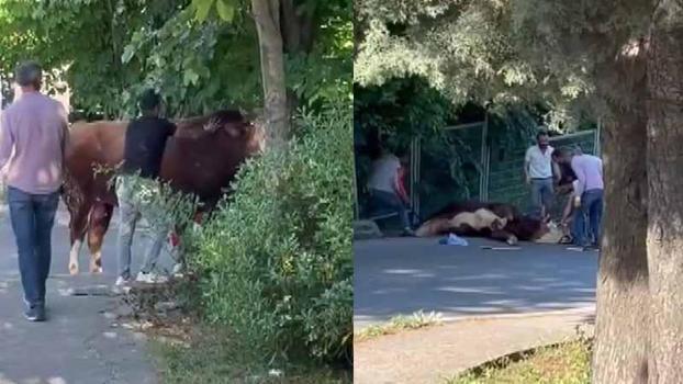Ataşehir’de kaçan kurbanlığı çevredekiler güçlükle yakaladı