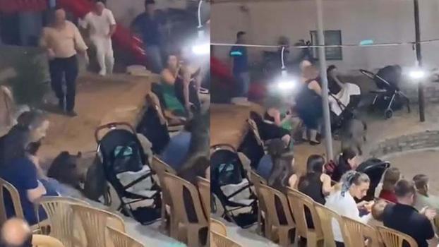 Düğündeki kalabalığın arasına giren domuz kamerada