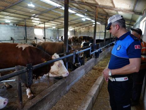Düzce'de kurbanlık satış ve kesim yerlerinde denetim