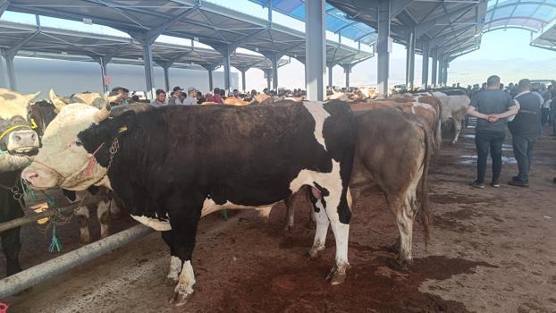 Bayrama az kaldı, kurbanlıklar pazara indi