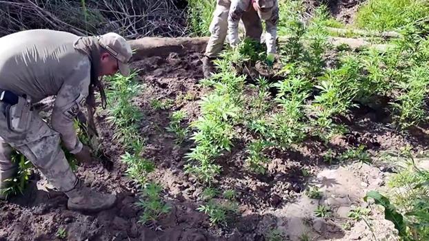 Diyarbakır'da 12,3 milyon kök kenevir ve skunk ele geçirildi; 22 tutuklama