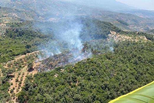 Aydın'da orman yangını