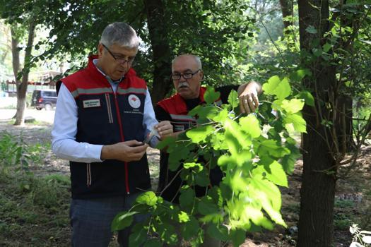 Edirne'de 'kahverengi kokarca'ya karşı 2 bin adet samuray arısı doğaya salındı