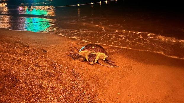 İnsanların ilgisi, yumurtlamak isteyen caretta carettayı denize geri döndürdü