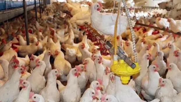 Mayısta yumurta üretimi azaldı, tavuk eti ve içme sütü üretimi arttı