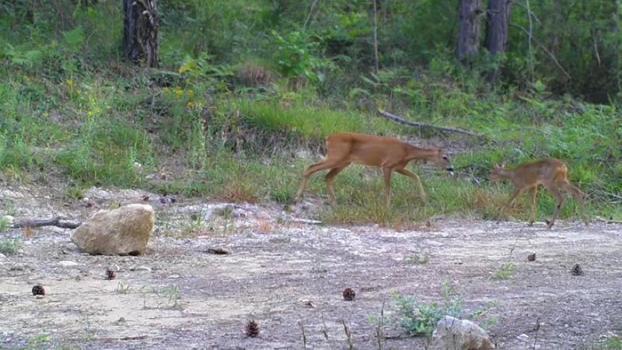 Karabük'te yaban hayatı fotokapana yansıdı