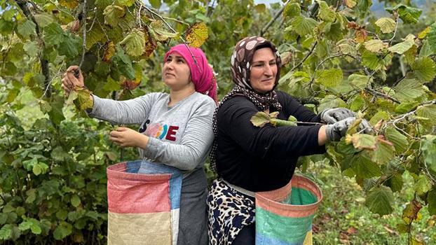 Ordu’da fındık hasadı başladı