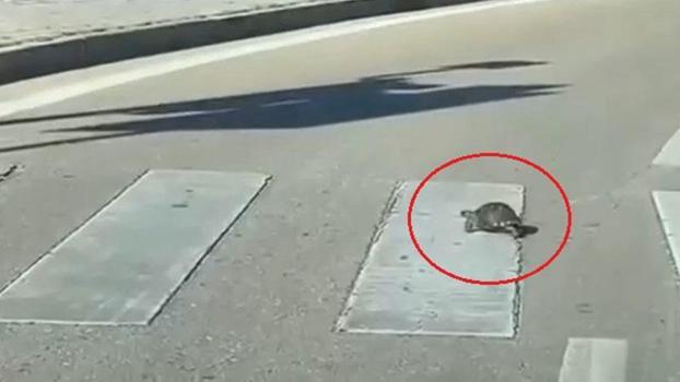 Yaya geçidinden geçen kaplumbağa, kamerada