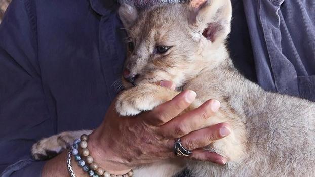 Tuzla'da denetimde ele geçirilen yavru aslana 'Hugo' adı verildi: 'Artık vatanı burası'