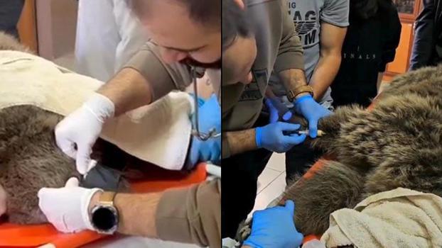 Yaralı bulunan bozayı, tedaviye alındı