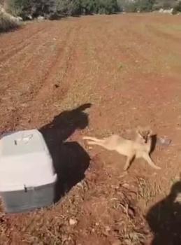 Hatay’da yaralı tilki koruma altına alındı
