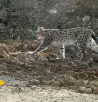 Hakkari'de nesli tehlike altındaki vaşak görüntülendi