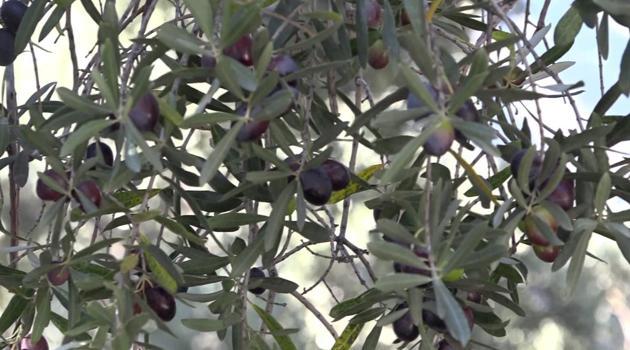 Artvin’in ödüllü ‘Butko’ zeytininde hasat sürüyor