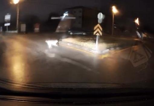 Köpeklerin kovaladığı kişiyi aracına alarak kurtardı