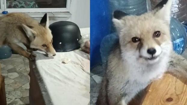 Bağ evinin bahçesine giren tilkileri besledi