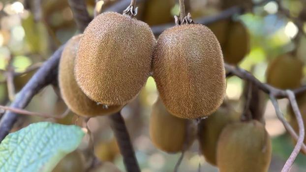 Tescilli Ordu kivisinde hasat sürüyor, 500 milyon TL kazanç hedefleniyor