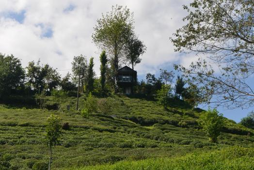 İki kardeşin hayali gerçek oldu; atık malzemeden manzaralı ağaç ev yaptılar