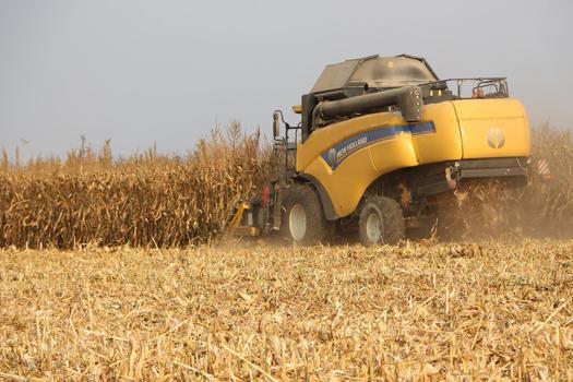Mardin Ovası'nda mısır hasadı başladı; 2 milyon ton rekolte bekleniyor