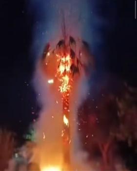 Mardin'de parktaki 15 yıllık palmiye ağacı, ateşe verildi