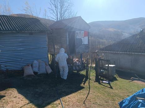 Ordu’da kahverengi kokarcayla mücadele için 50 bin kışlak ilaçlandı